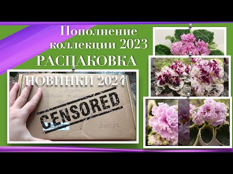 Видео: Пополнение коллекции летом 2023 года. Обзор новых сортов фиалок.  Распаковка посылки.