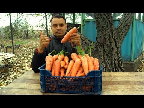 Видео: ТАКУЮ МОРКОВЬ МОЖЕТ ВЫРАСТИТЬ КАЖДЫЙ! / ТЕХНОЛОГИЯ ВЫРАЩИВАНИЯ МОРКОВИ