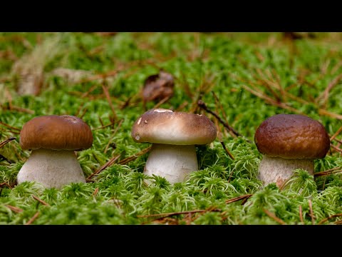 Видео: ЗАШЁЛ В ЛЕС 5 ОКТЯБРЯ И БЫЛ В ШОКЕ! МОЛОДЫЕ БЕЛЫЕ ГРИБЫ И ПОДОСИНОВИКИ РАСТУТ ПОСЛЕ ЗАМОРОЗКОВ!