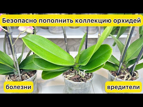 Видео: БЕЗОПАСНО пополнить коллекцию новыми орхидеями Защита от ВРЕДИТЕЛЕЙ орхидей и БОЛЕЗНЕЙ орхидей