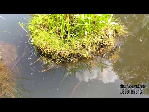 Видео: Обзор моих водоёмов