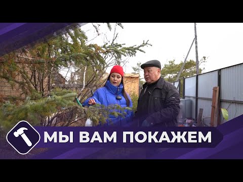 Видео: Мы вам покажем: Семейство сосновых