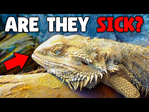 Видео: Как узнать, заболела ли моя бородатая агама?