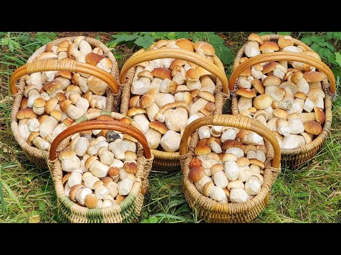 Видео: КОГДА ТЫ НА НИВЕ, НЕ ИМЕЕТ ЗНАЧЕНИЯ ВО СКОЛЬКО ТЫ ПРИЕХАЛ В ЛЕС! БЕЛЫЕ ГРИБЫ ПОВСЮДУ - 16.08.2025.
