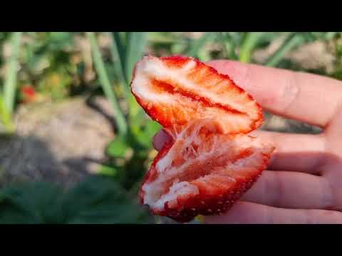 Видео: Обзор КЛУБНИКИ НЕВЕРОЯТНЫХ РАЗМЕРОВ. Дегустация и оценка по сладости и плотности и применении.