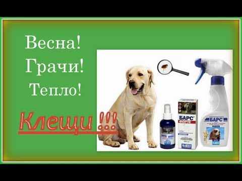 Видео: Весна, грачи, КЛЕЩИ!!!