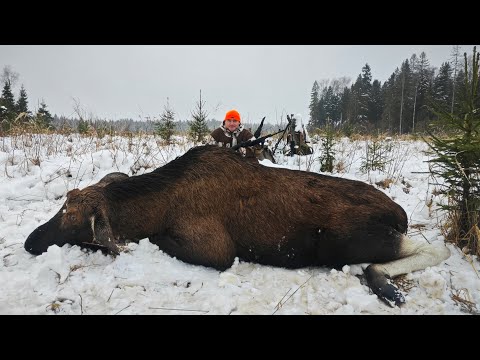 Видео: Охота НА ЛОСЯ💥Компас сбился, но быка выгнали...