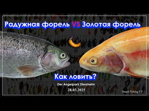 Видео: Золотая против радужной. Как ловить форель.