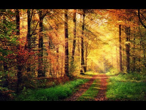 Видео: Француз