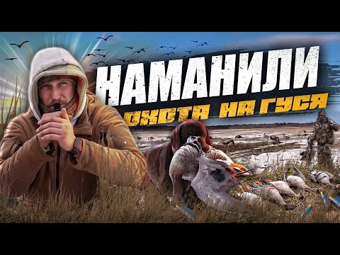 Видео: ОТКРЫТИЕ ОХОТЫ на гуся в Ленинградской области. Маскировка на открытом поле.