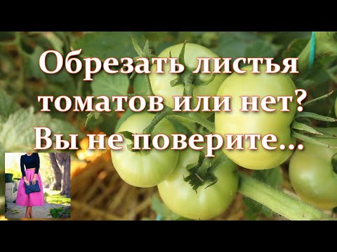 Видео: Мало кто это знает. Как обрезать листья томатов в открытом грунте или теплице для хорошего урожая.