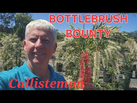 Видео: Бутылочный хруст Баунти с Каллистемоном