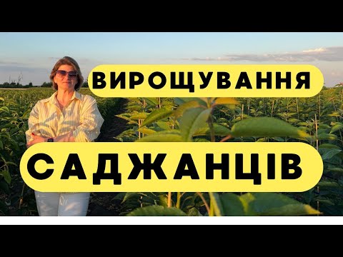 Видео: Вирощування саджанців плодових культур після проведення окулірування. Друге поле розсадника