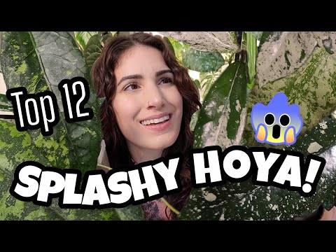 Видео: ТОП-12 ЯРКИХ ХОЙЬ в моей коллекции! 🌿✨️ Серебряный всплеск, зеленый всплеск, все эти всплески!!