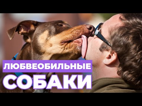 Видео: СОБАКА ТРЕБУЕТ МНОГО ВНИМАНИЯ - как отучить собаку от ЛЮБВЕОБИЛЬНОСТИ?