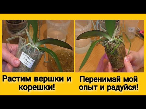Видео: Пересадить новую орхидею из мха в кору. Мастер-класс / Transplant a new orchid from moss into bark.