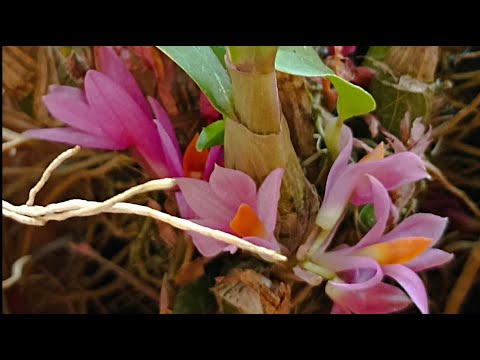 Видео: Что привезла с Орхидиума. Шикарные экземпляры😍