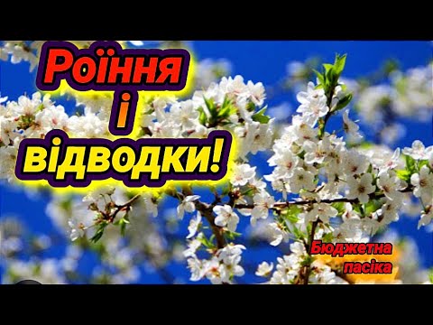 Видео: Відводки на стару матку проти роїння. Який відводок краще зробити?