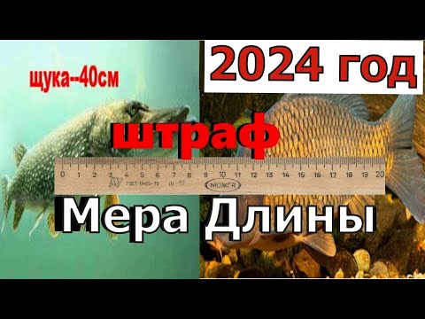 Видео: Норма вылова рыбы 2024 Штраф за рыбалку 2024 Размер рыб для вылова Рыболовные правила 2024