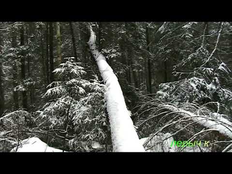 Видео: Вопрос. Что можно брать в лесу?