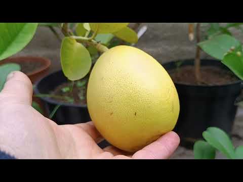 Видео: Лимон Борнео - нащадок лимонів з Гімалайських гір🍋🙂