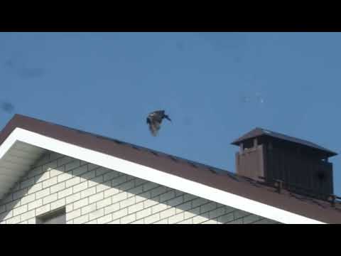 Видео: Летняя серия ( номер 550.)