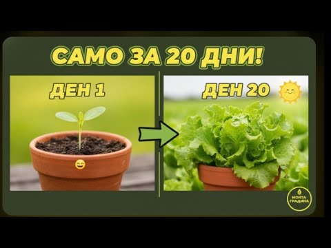 Видео: Марулята за 20 дни – вижте колко порасна! 🥬 Как се грижим ден по ден