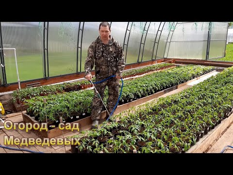 Видео: Эффективная подкормка рассады томатов перед высадкой