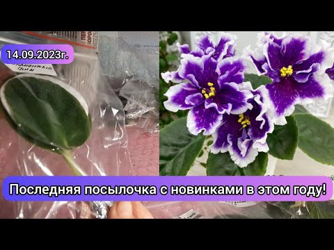 Видео: Пополнение моей коллекции новыми сортами фиалок! 19.09.2023г. Распаковочка 🌺