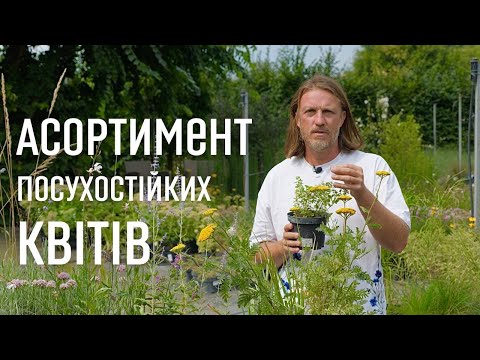 Видео: ЛАНДШАФТНИЙ ДИЗАЙН | АСОРТИМЕНТ ПОСУХОСТІЙКИХ КВІТІВ