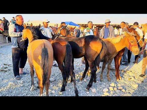 Видео: САРИОСИЁ ОТ БОЗОРИДА ОТ СЕЗОНИ БОШЛАНДИ САВДО АВЖИГА ЧИҚДИ 