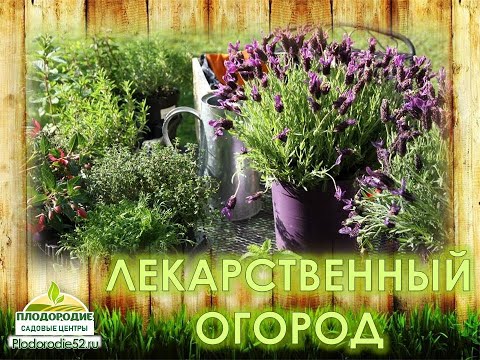 Видео: Лекарственный огород - польза, простота, красота!