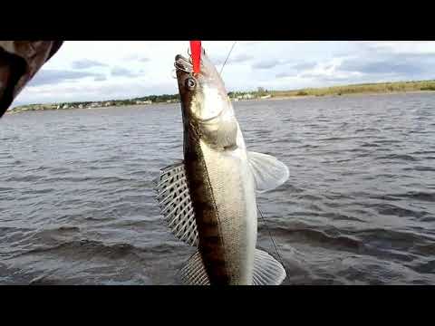 Видео: рыбалка в дельте Северной Двины