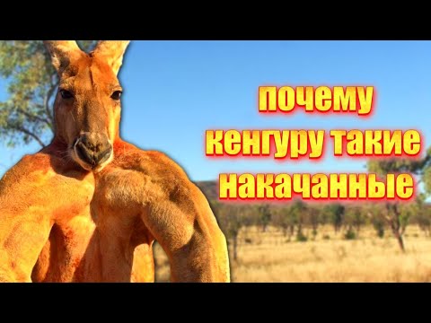 Видео: Осторожно, кенгуру! Почему с ними лучше не связываться?