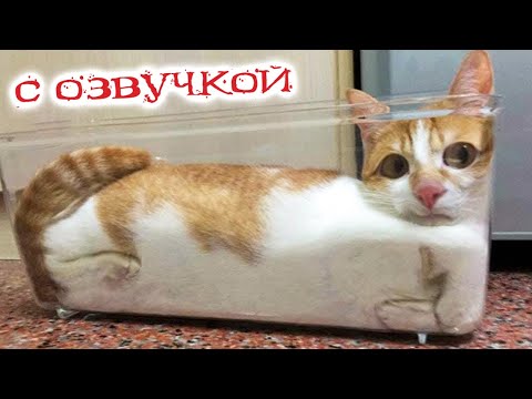 Видео: ПРИКОЛЫ С КОТАМИ! С озвучкой! МЕГАРЖАЧНЫЕ! СМЕШНЫЕ КОТЫ! Самые смешные животные!