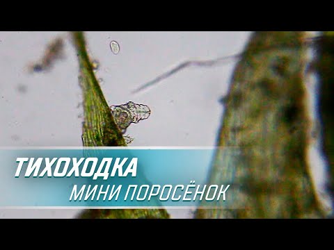Видео: Тихоходки - Пухлые, Милые и Бессмертные