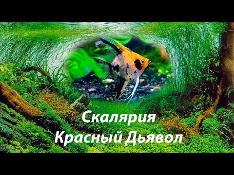 Видео: Скалярия Кои Красный Дьявол / Pterophyllum scalare Koi Red Devil