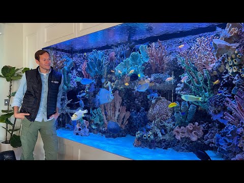 Видео: 2000-галлонный аквариум с морской водой известных кинорежиссеров (частная экскурсия)