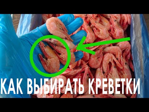 Видео: Узнать о креветках всё за 8 минут