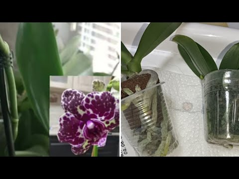 Видео: Посадка орхидей по "принципу Дикого Кота"🌿подростки🌿