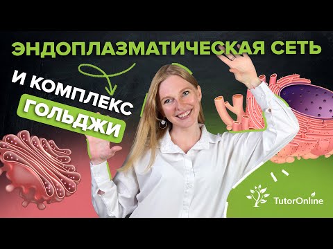 Видео: Эндоплазматическая сеть и Комплекс Гольджи | Биология | TutorOnline