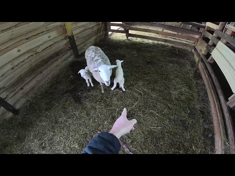 Видео: Масштабное пополнение в хозяйстве ! Машина сломалась ! ХУТОР В ЛЕСУ №878