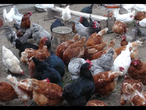 Видео: Барашки, попугаи, куры и многое другое.