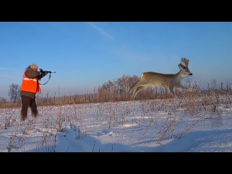 Видео: Охота на косулю сезон 2022!