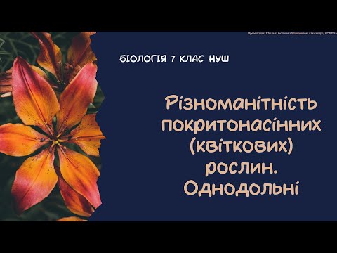 Видео: Біологія 7 клас НУШ Різноманітність покритонасінних квіткових рослин  Однодольні