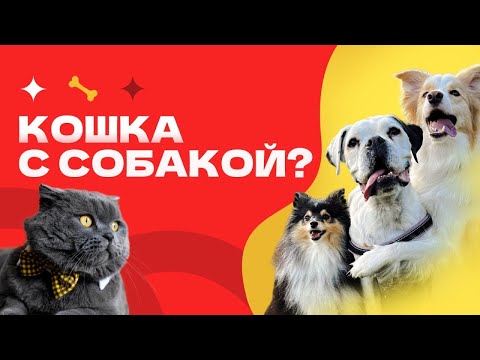 Видео: ПОДРУЖИТЬ КОШКУ И СОБАКУ.  Кот и собака. Познакомить кошку и собаку. ПОМИРИТЬ КОШКУ И СОБАКУ