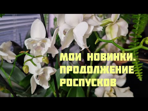 Видео: Мои новинки. Продолжение роспусков моих орхидей.