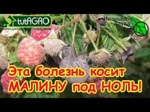 Видео: ☣МОНИЛИОЗ МАЛИНЫ: вот чем бороться с самыми опасными болезнями на малине, ежевике и клубнике.