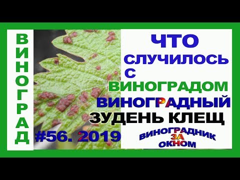Видео: 🍇 Май. Что СЛУЧИЛОСЬ с виноградом. Виноградный войлочный клещ, зудень. Обработка, диагностика.
