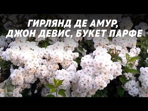 Видео: Розы: Гирлянд де амур, Букет парфе, Джон Дэвис.